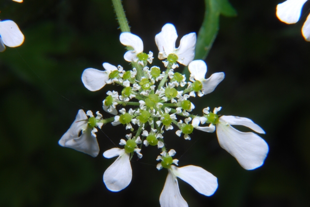 Tordylium apulum / Ombrellini pugliesi